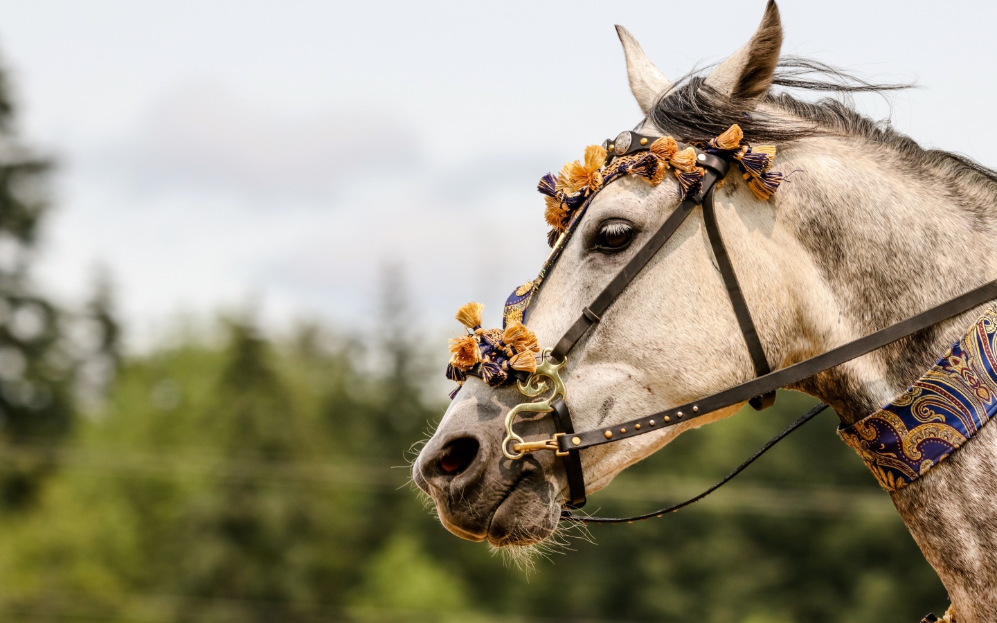 Лошадь с украшениями на лице 
