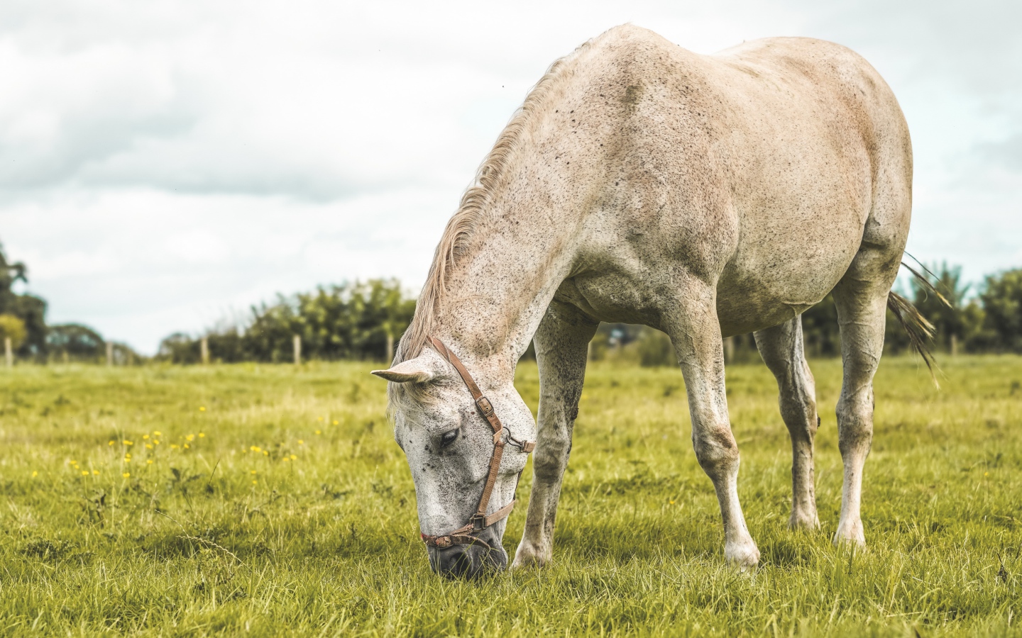 Белая лошадь пасется на зеленой поляне