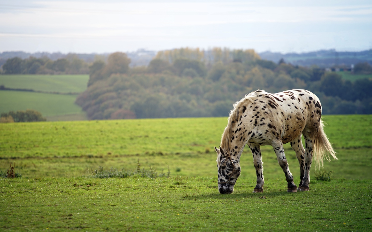 Белая пятнистая лошадь ходит по полю 