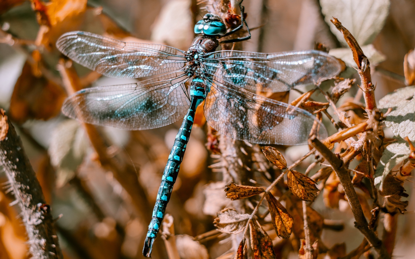 Большая голубая стрекоза сидит на ветке 