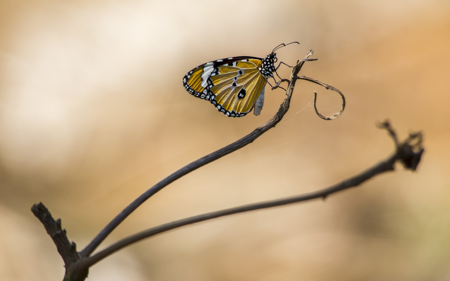 Красивая бабочка сидит на ветке дерева