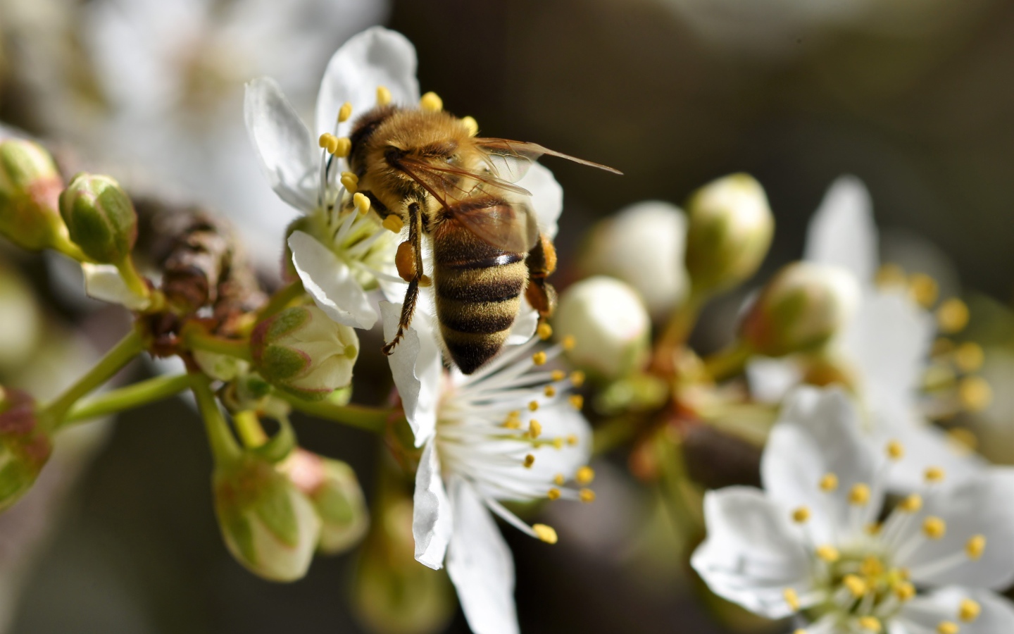 Big bee collects nectar from white cherry flowers