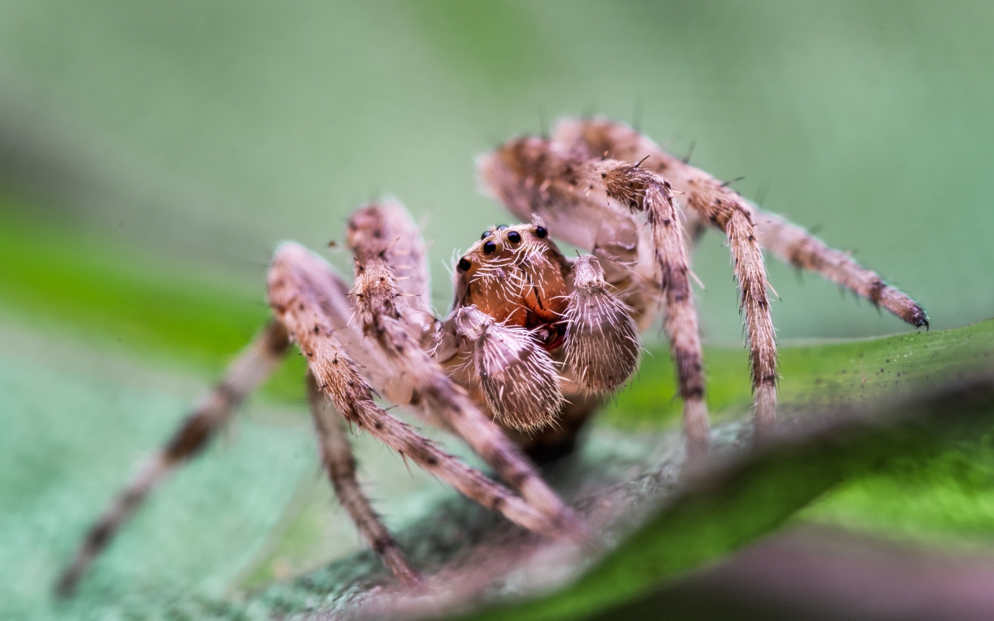 Большой паук на зеленом листке 