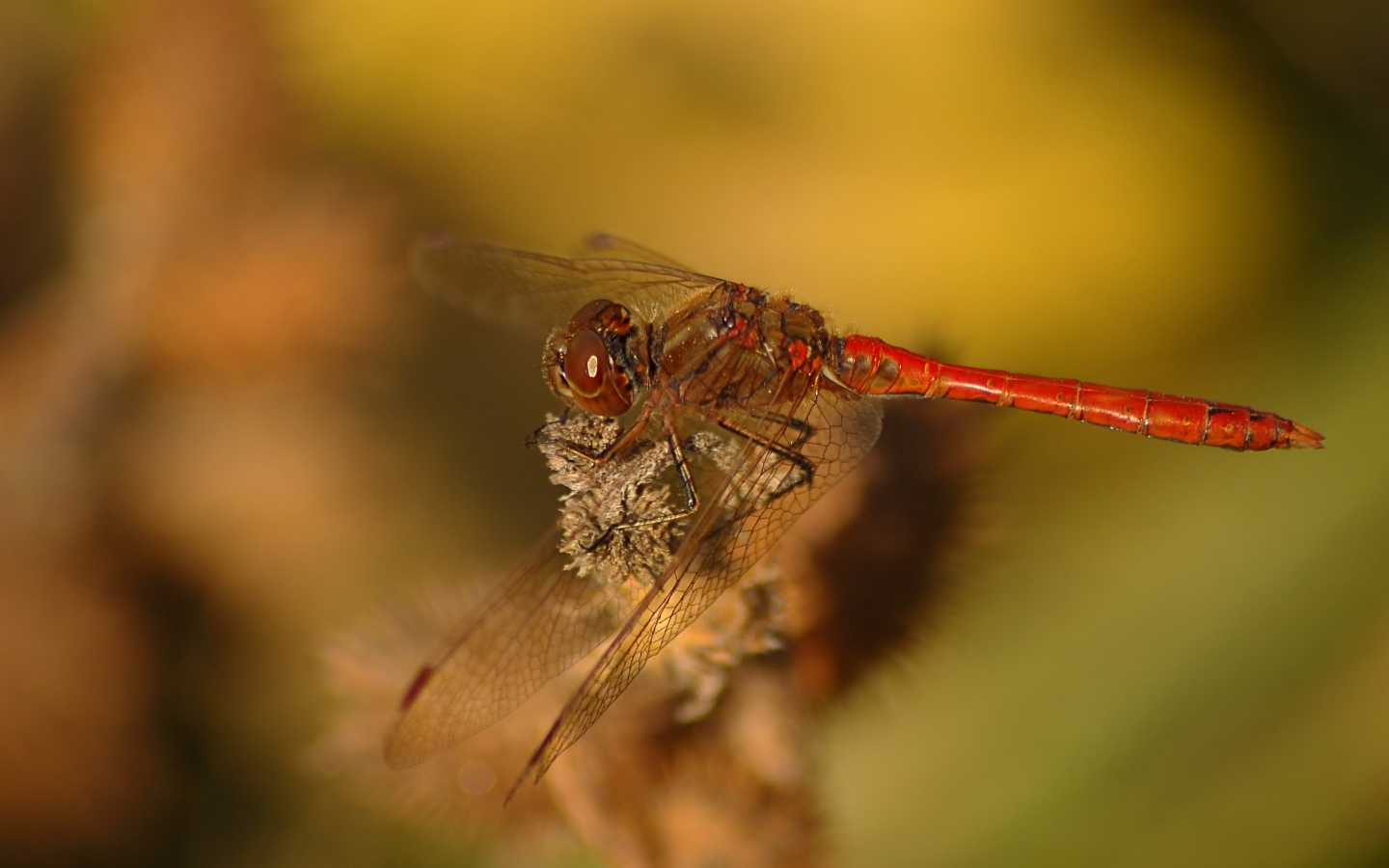 Стрекоза крупным планом сидит на ветке 