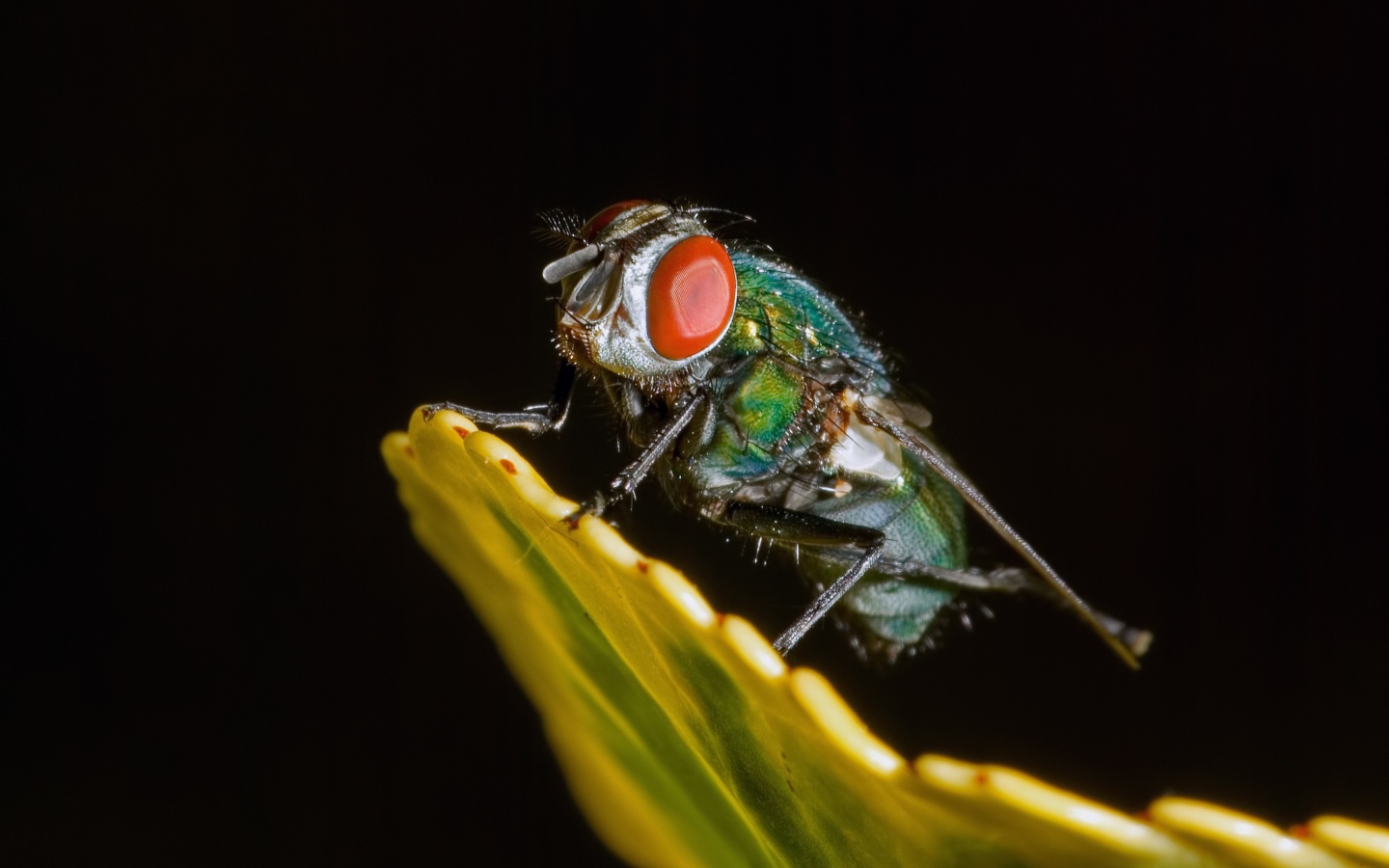 Зеленая муха на черном фоне крупным планом