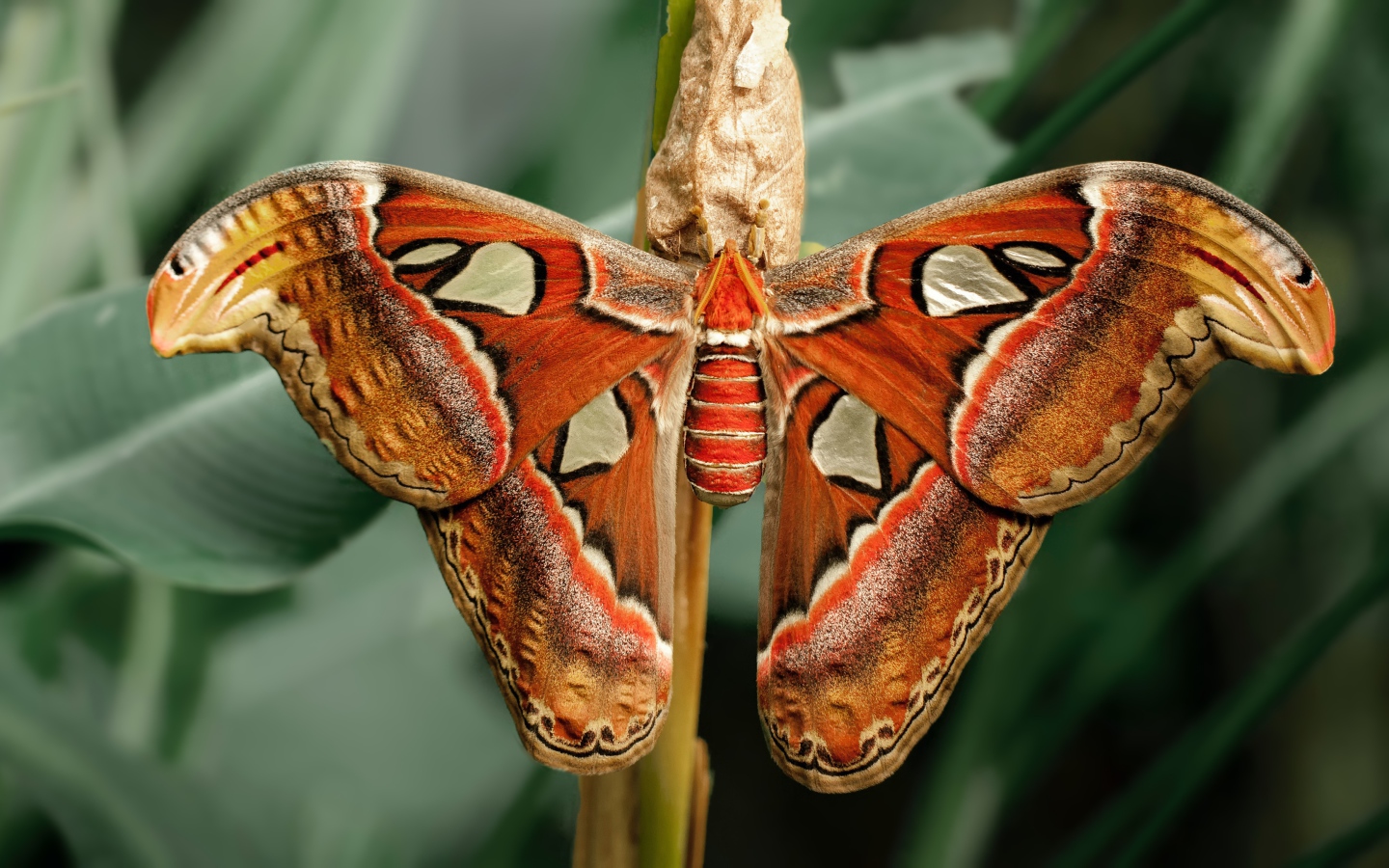 Большая бабочка с коконом на ветке 