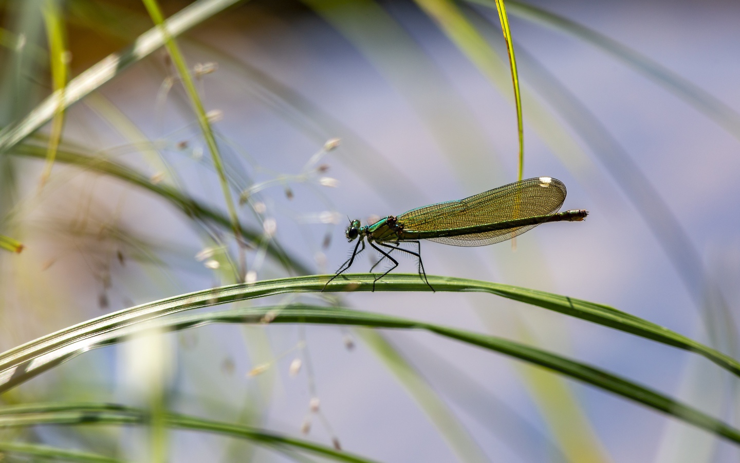 Маленькая зеленая стрекоза сидит на траве