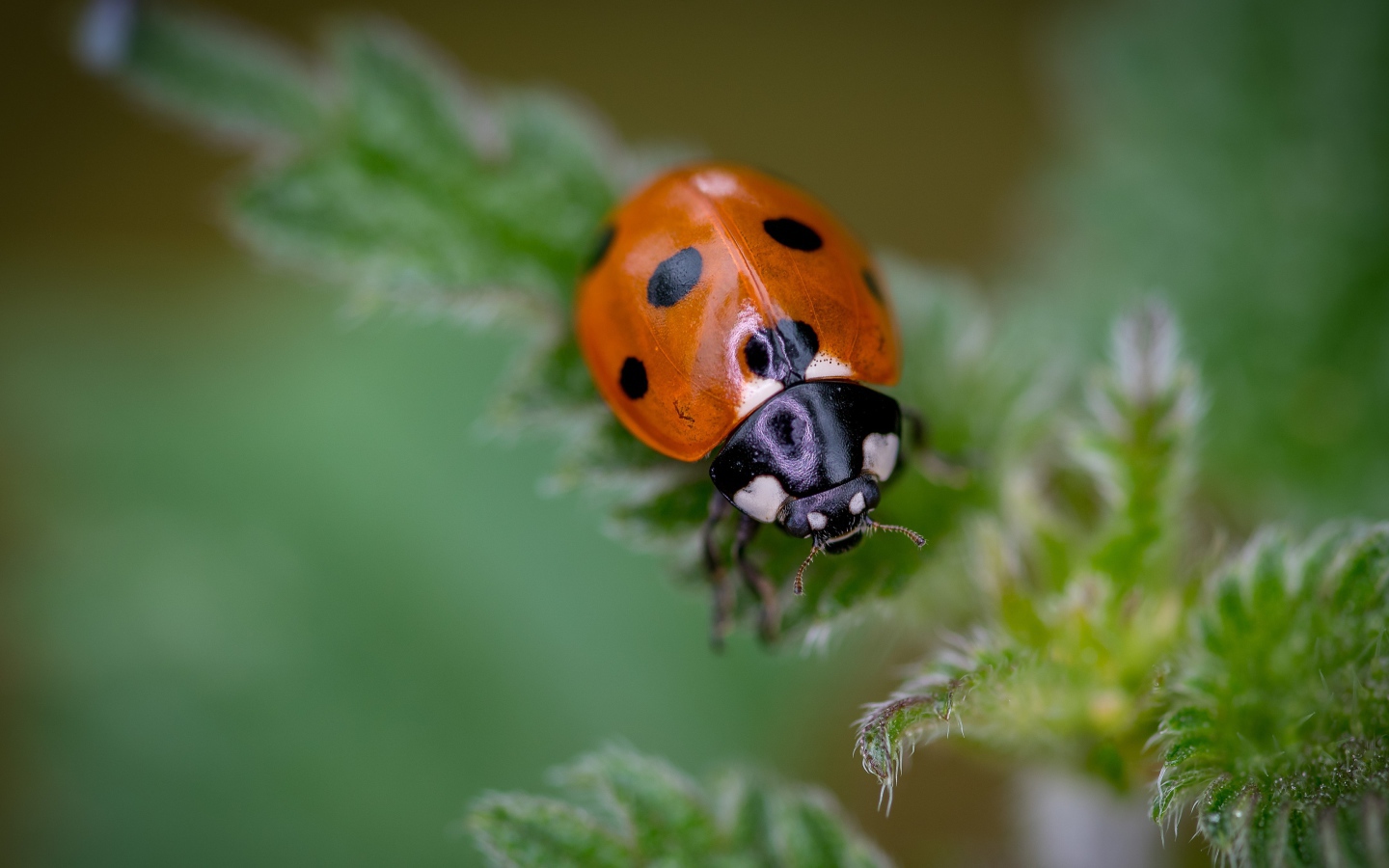Маленькая божья коровка на зеленом листе