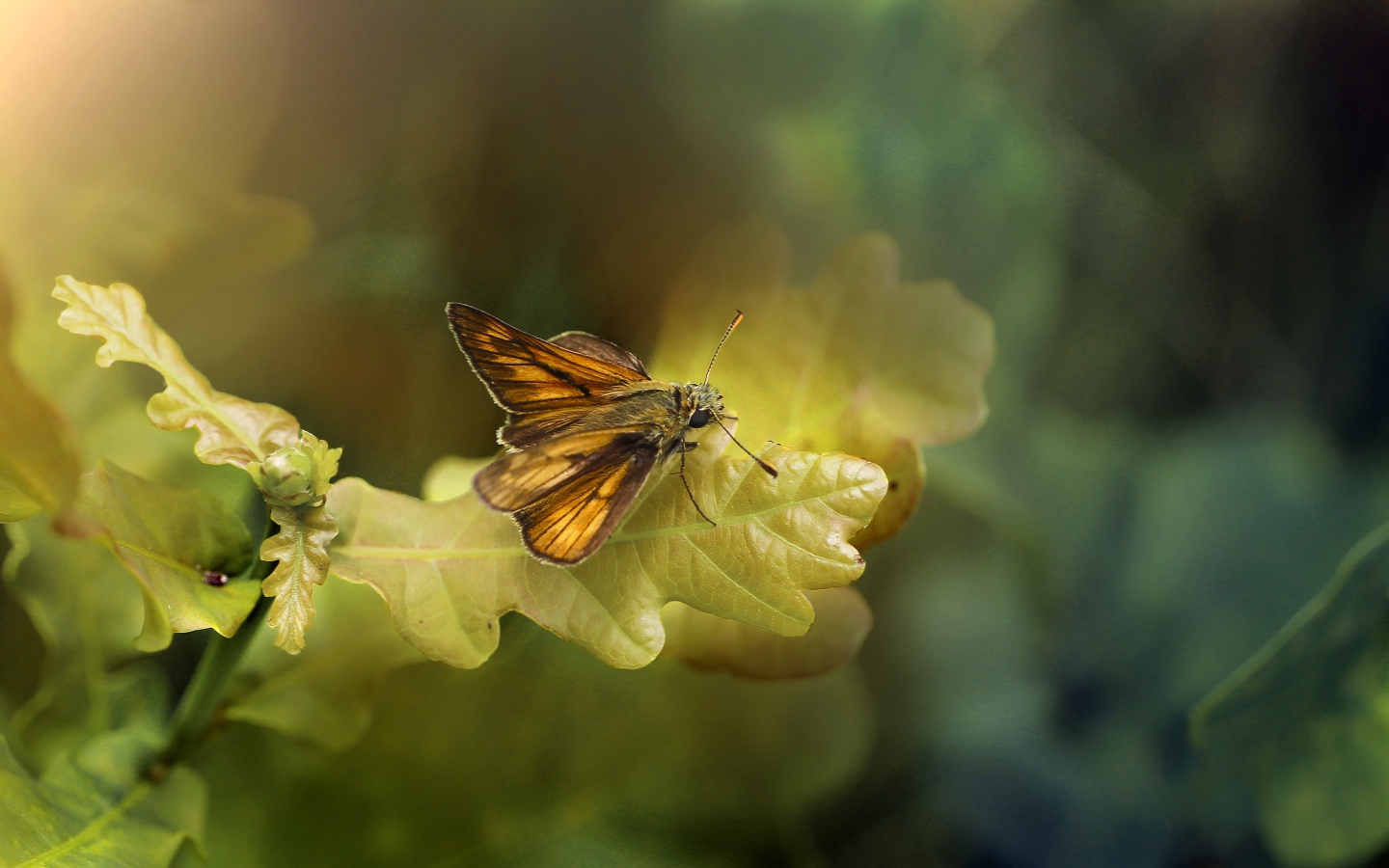 Моль сидит на зеленом листе дуба