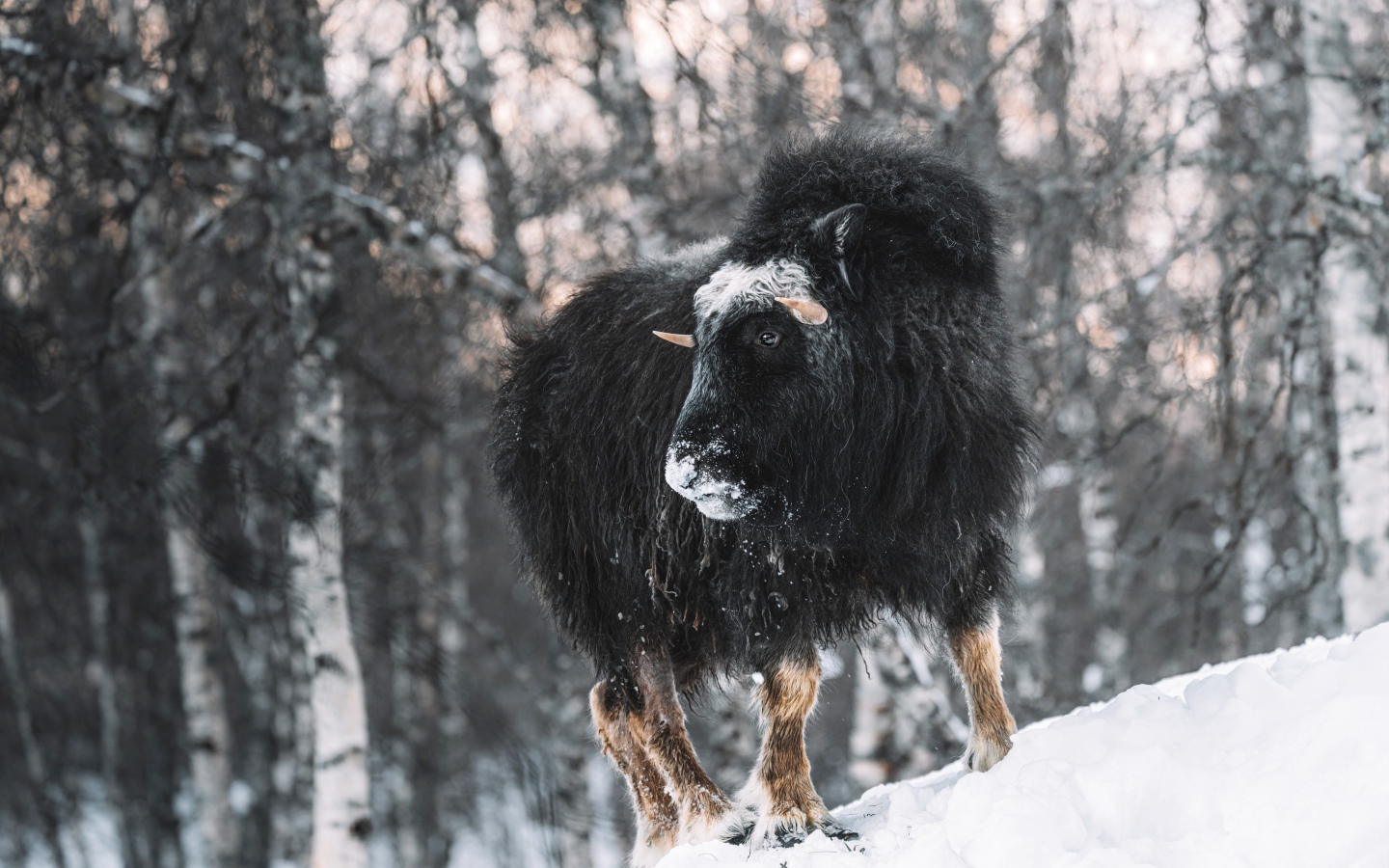 Американский бизон в зимнем лесу 
