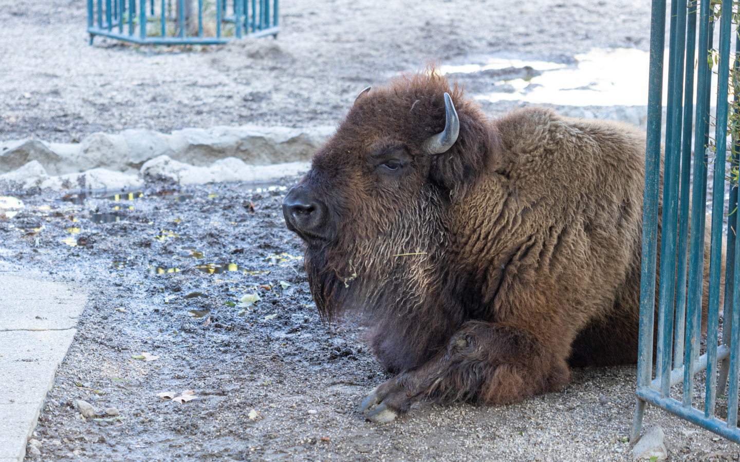 Большой американский бизон лежит в грязи