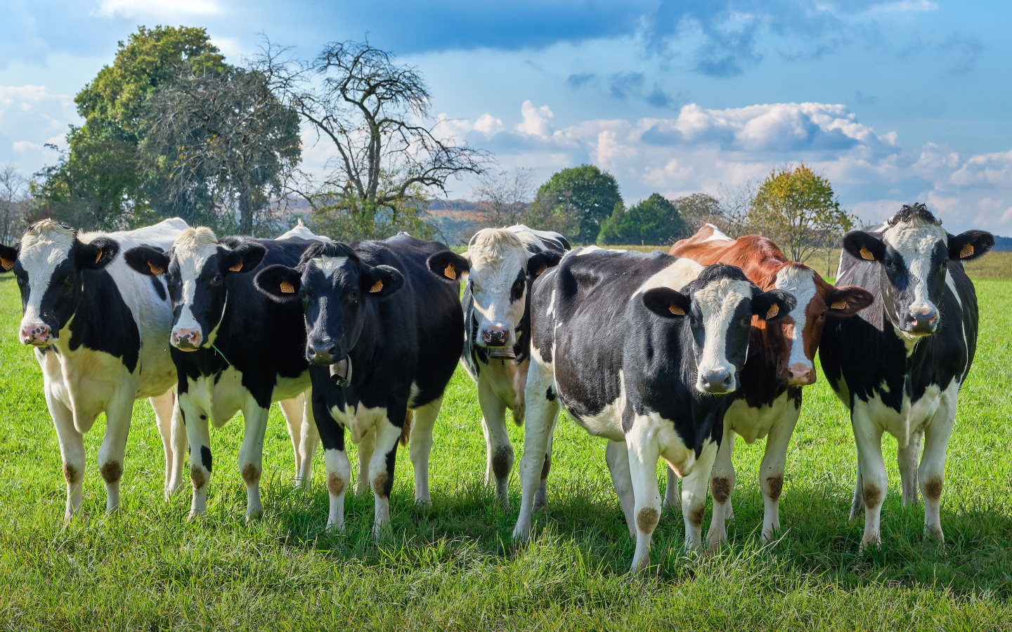 Стадо коров пасется на зеленом лугу 