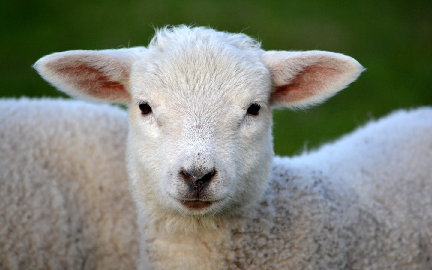 Маленький белый ягненок крупным планом