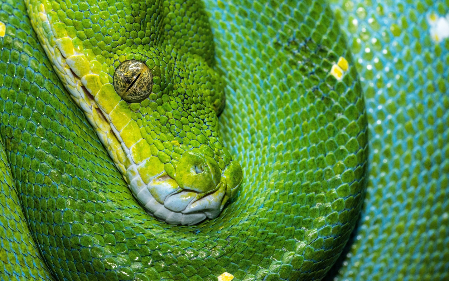 Зеленая змея крупным планом