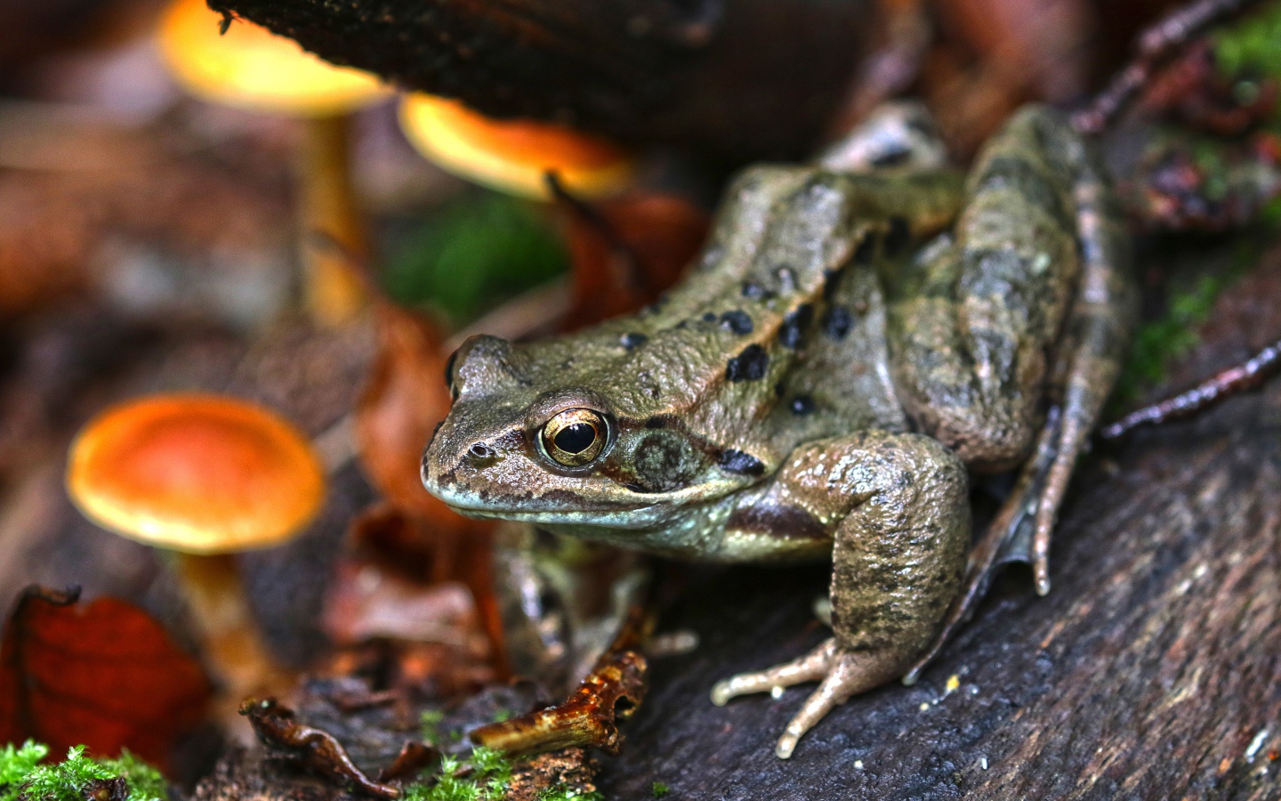 Зеленая жаба на дереве в лесу