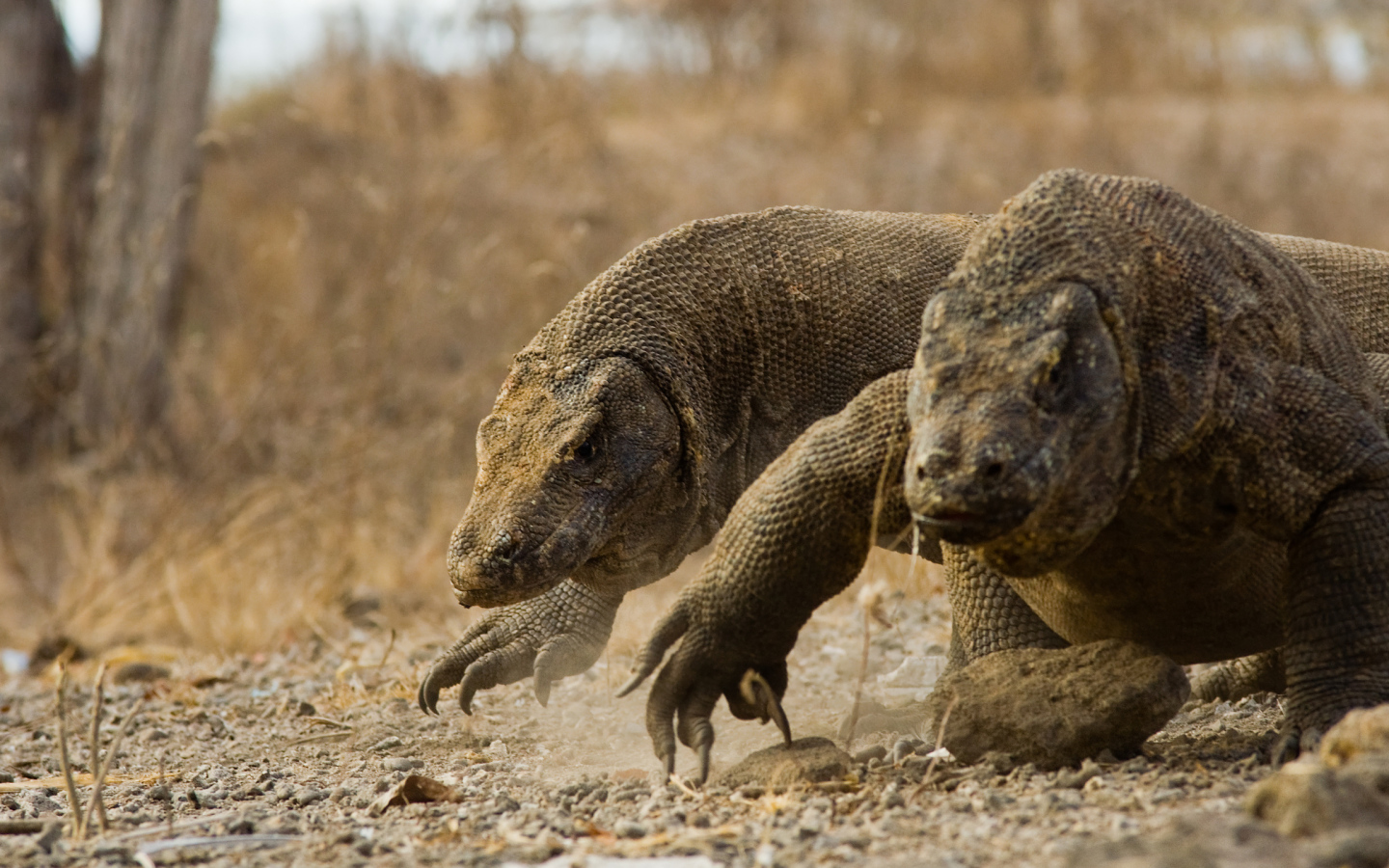 Два больших дракона комодо идут по земле 