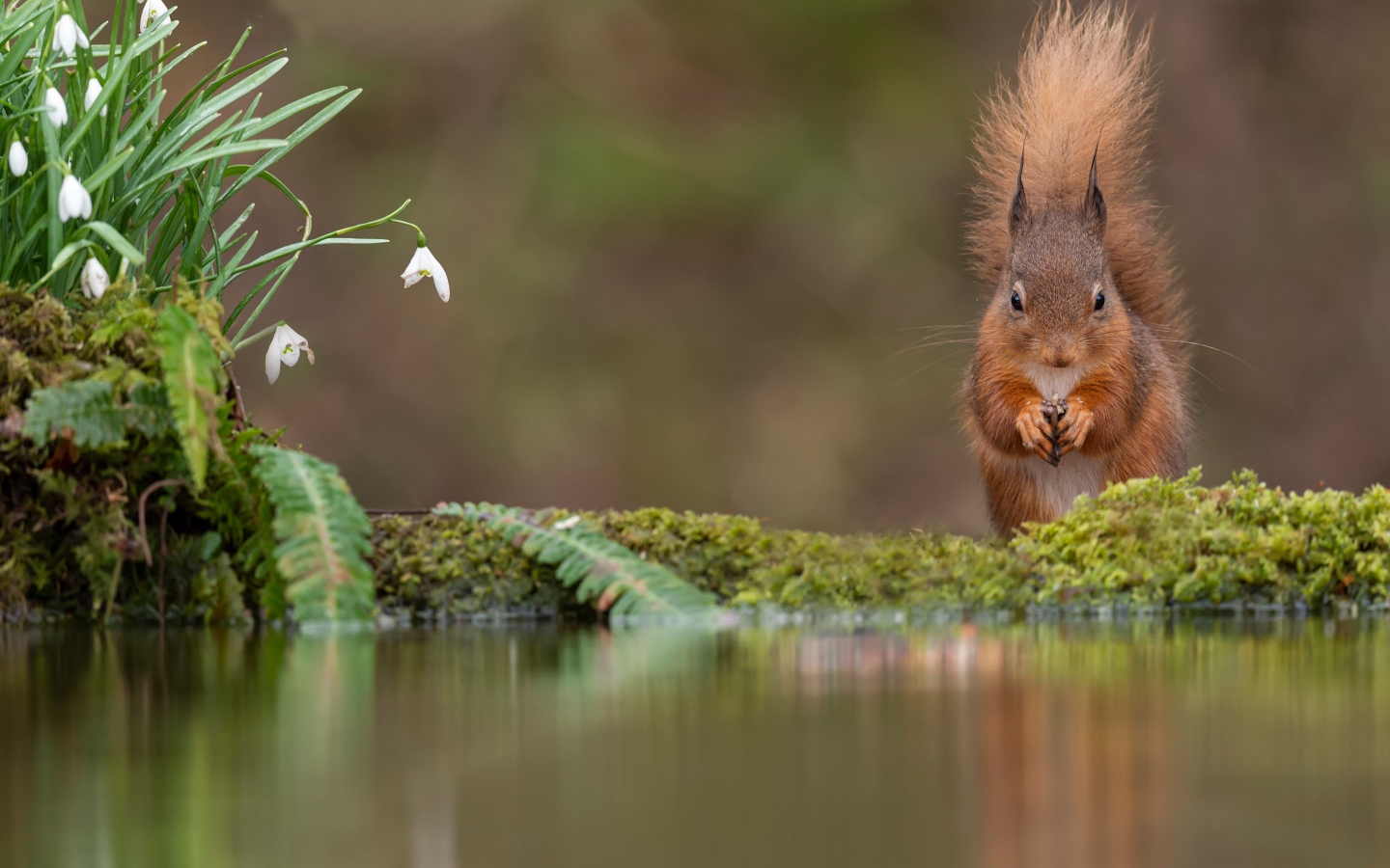 Белка с пушистым хвостом грызет орех у воды