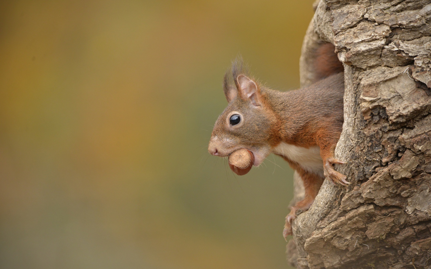 Белка с лесным орехом в зубах сидит в дупле 
