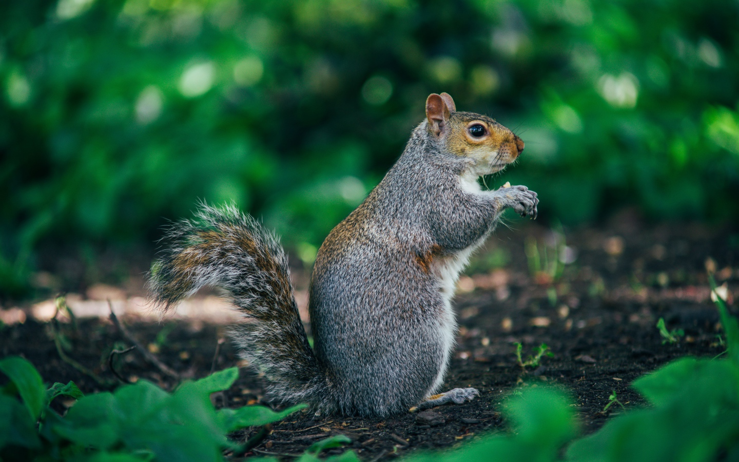 Пушистая серая белка на земле 