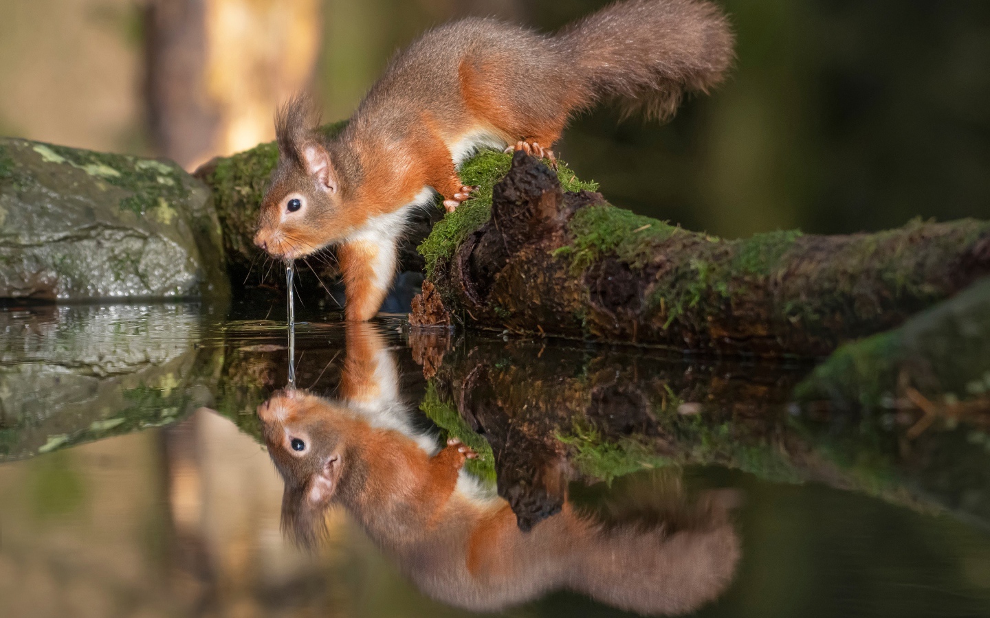 Пушистая рыжая белка пьет воду 