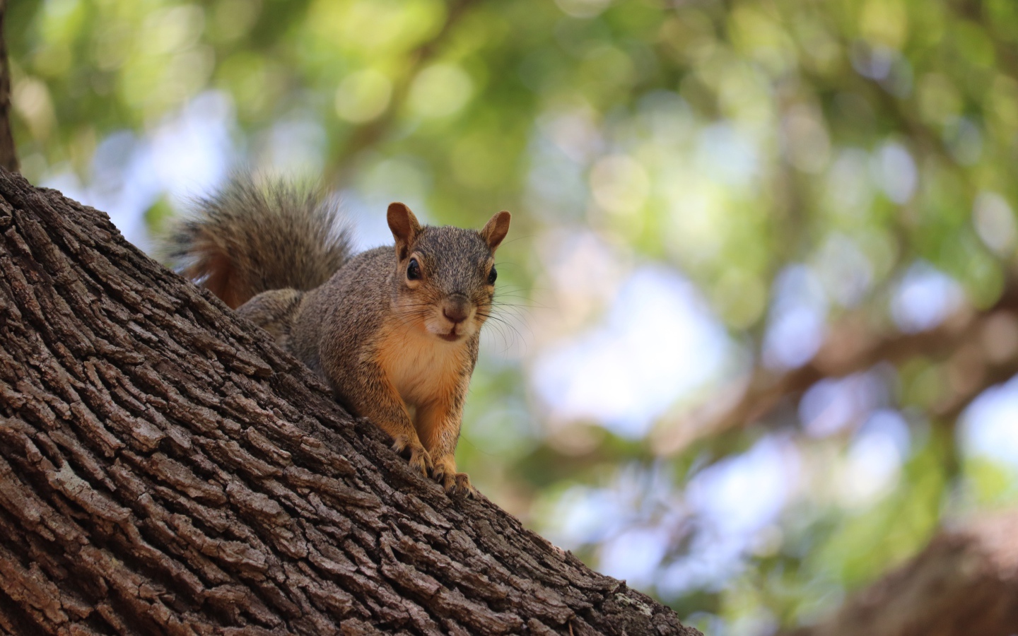 Забавная быстрая рыжая белка сидит на дереве