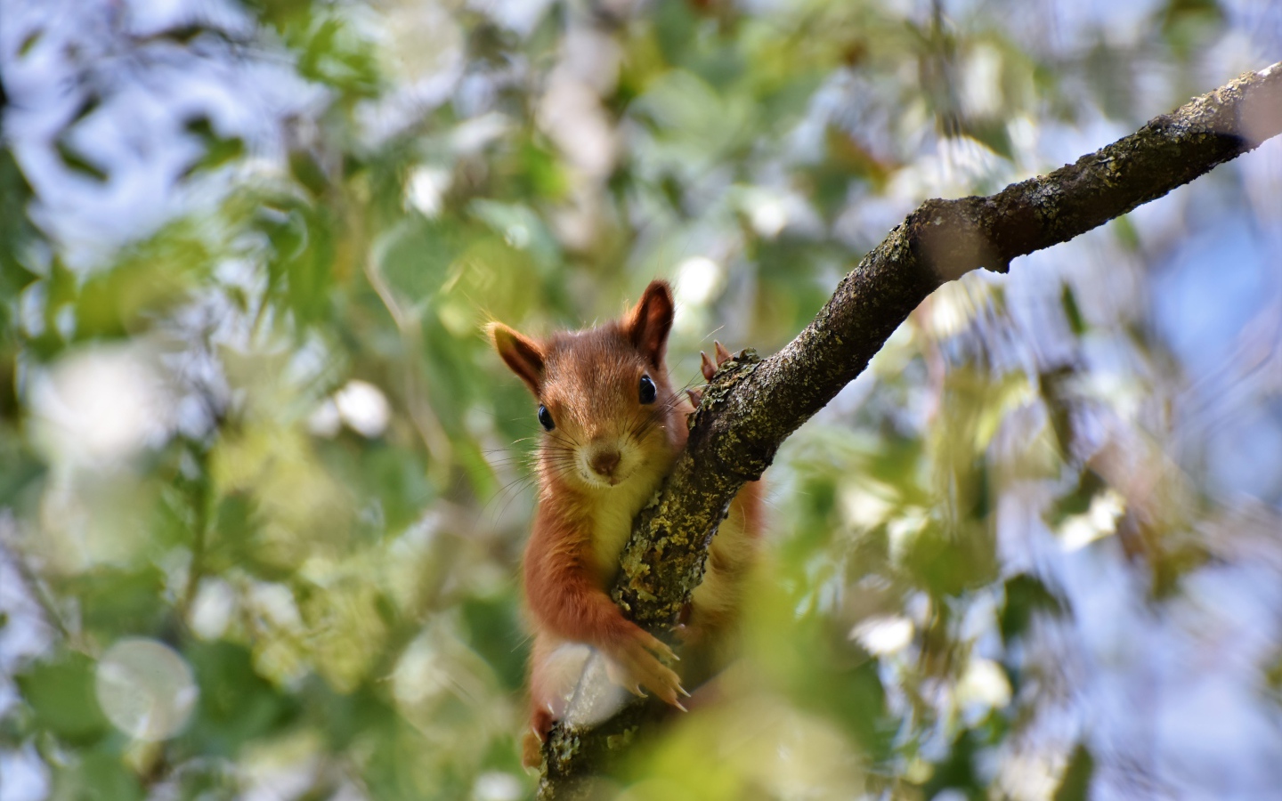 Забавная рыжая белка на ветке дерева