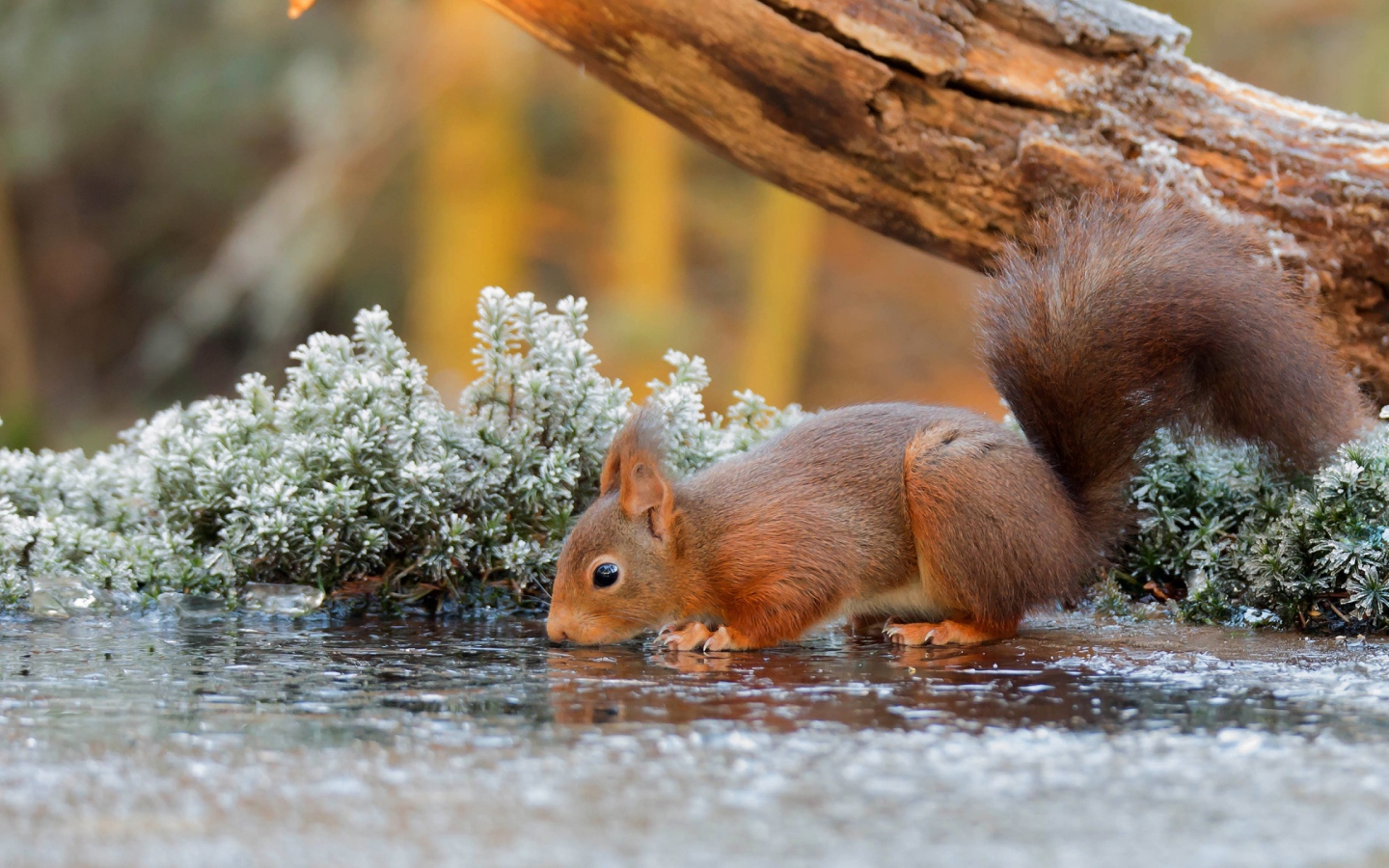 Little red squirrel drinks water from a puddle near an old tree