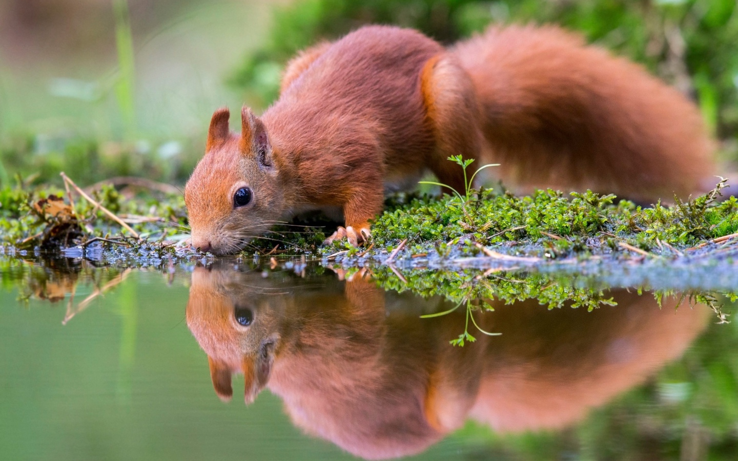 Маленькая рыжая белка пьет воду в пруду 