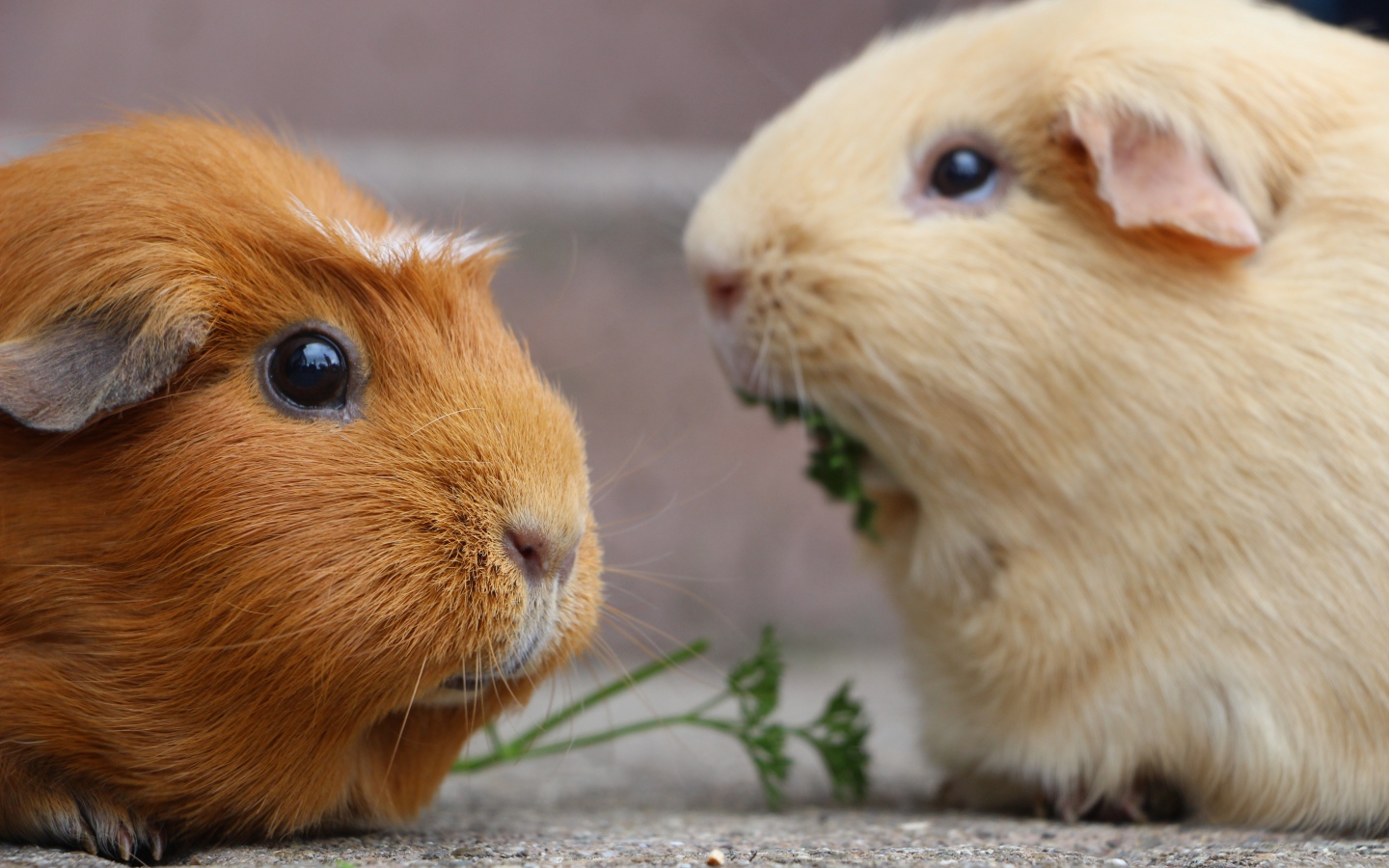 Две забавные морские свинки грызут петрушку