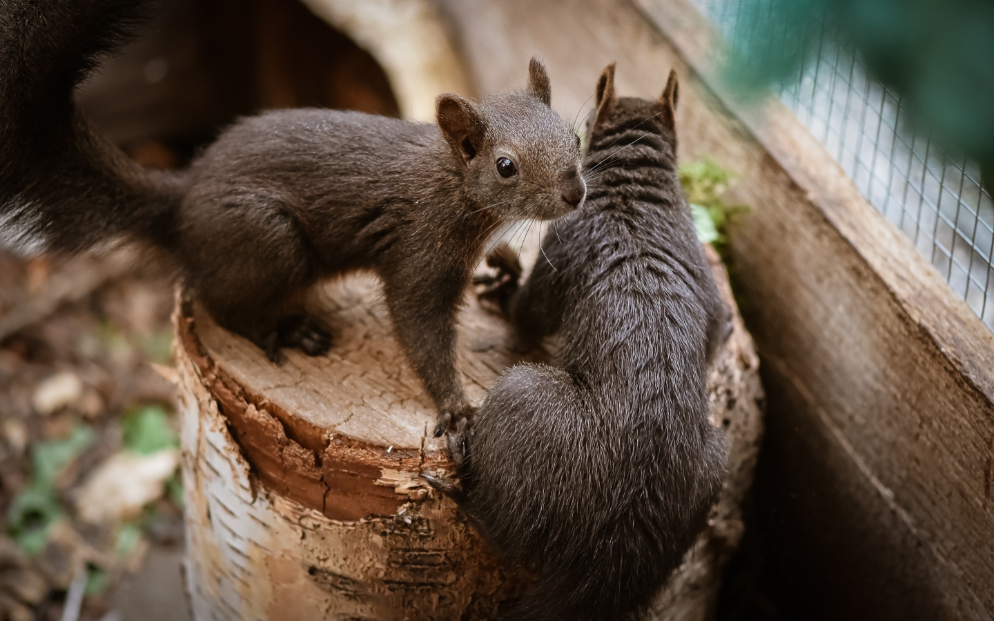 Two squirrels on a tree stump in a cage at the zoo