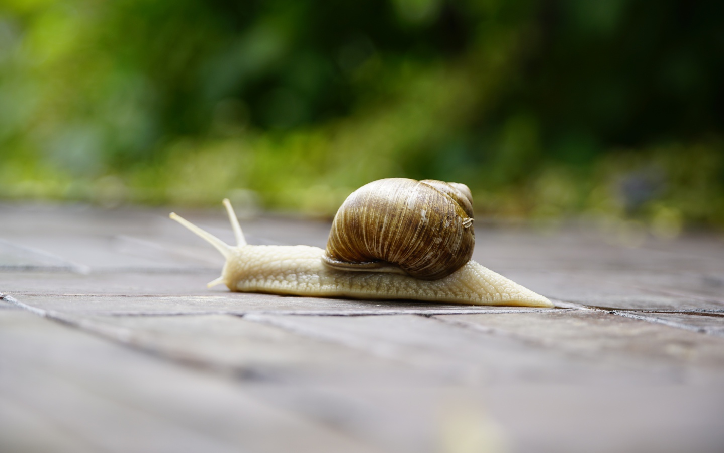 Большая улитка ползет через дорогу 