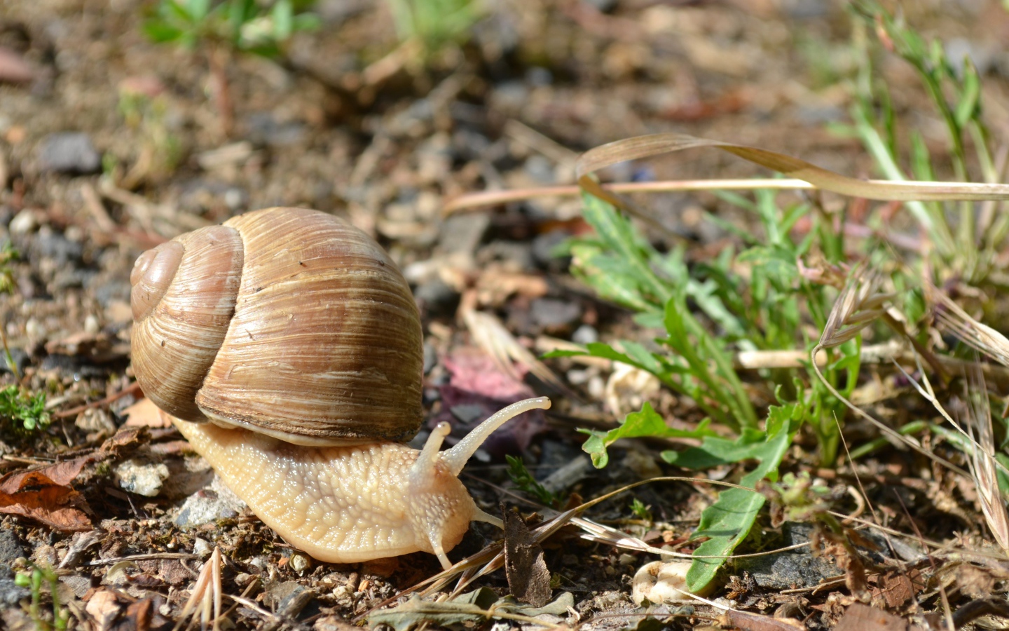 Большая улитка ползет по земле 