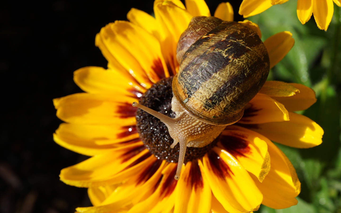 Snail sitting on a yellow flower