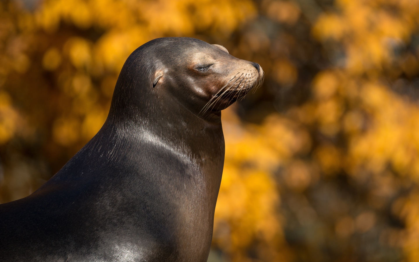 Морской котик с закрытыми глазами греется на солнце