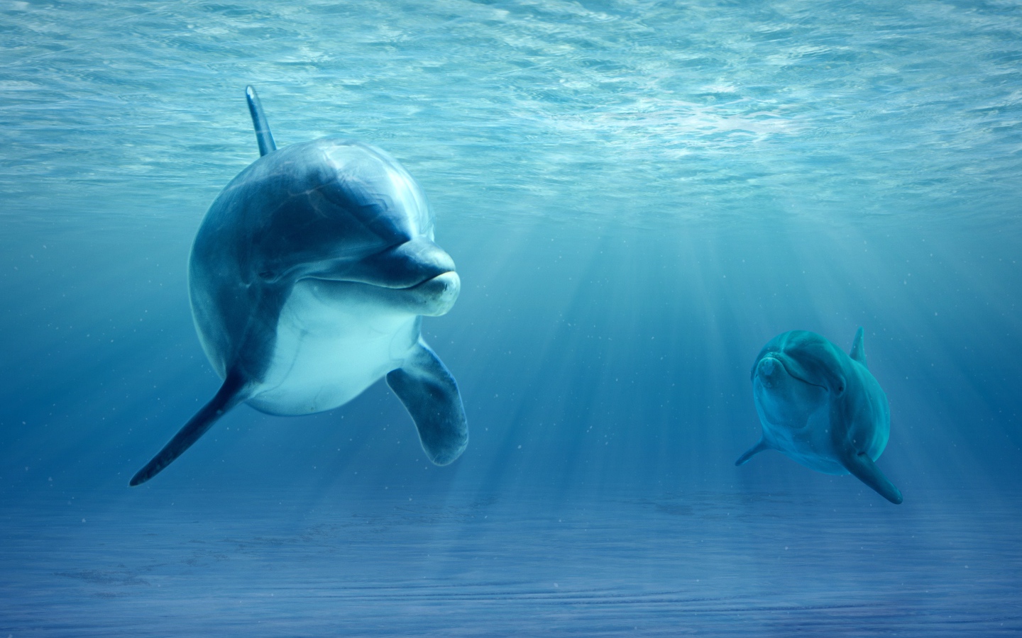 Большой дельфин с детенышем в воде 