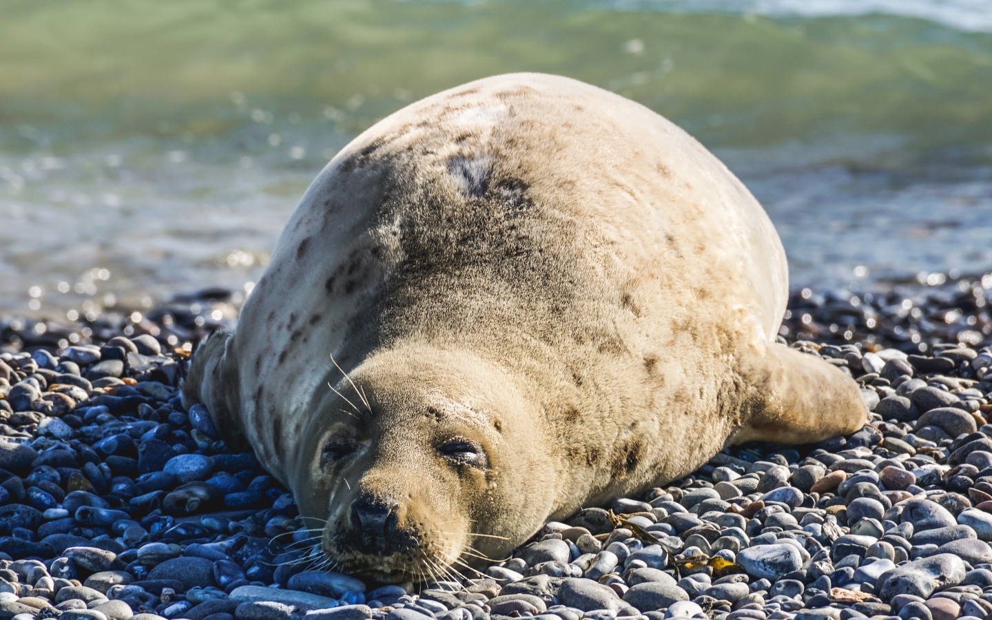 Ленивый морской котик лежит на камнях 
