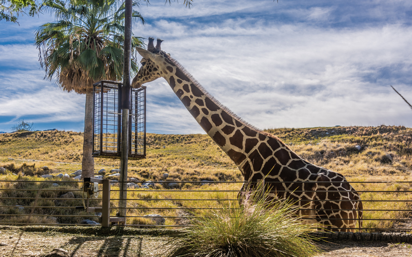 Большой жираф на фоне голубого неба 