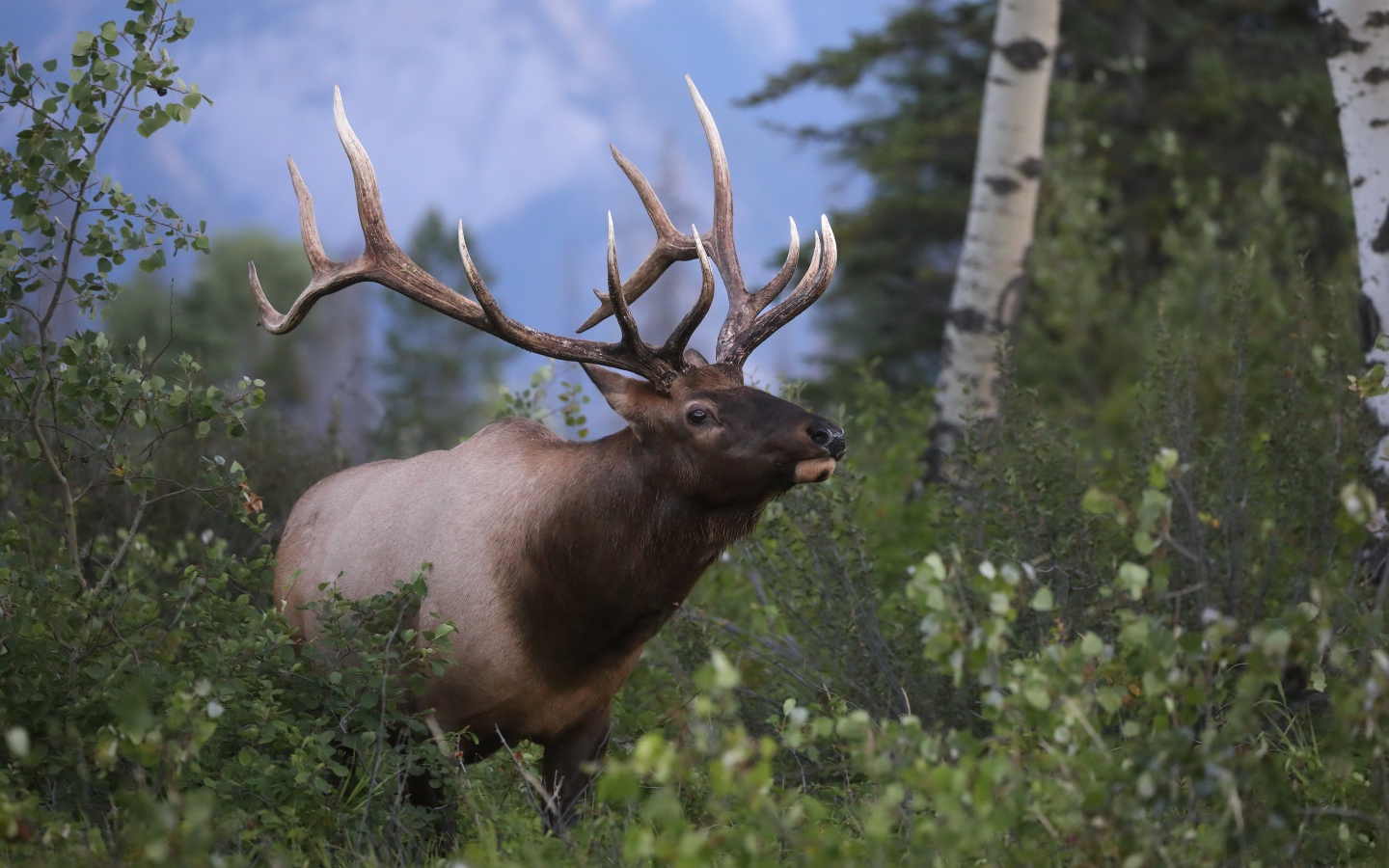 Большой рогатый олень в лесу 
