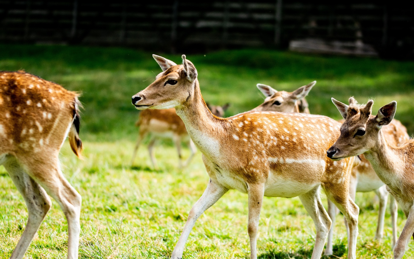 Олени пасутся в загоне на зеленой траве