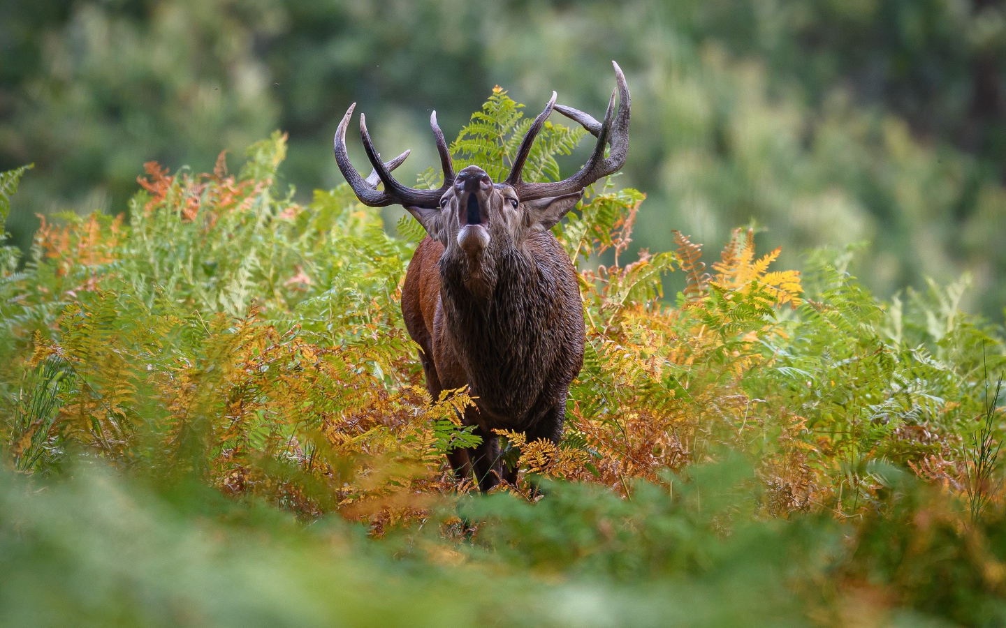 Лесной олень с большими рогами кричит в зарослях