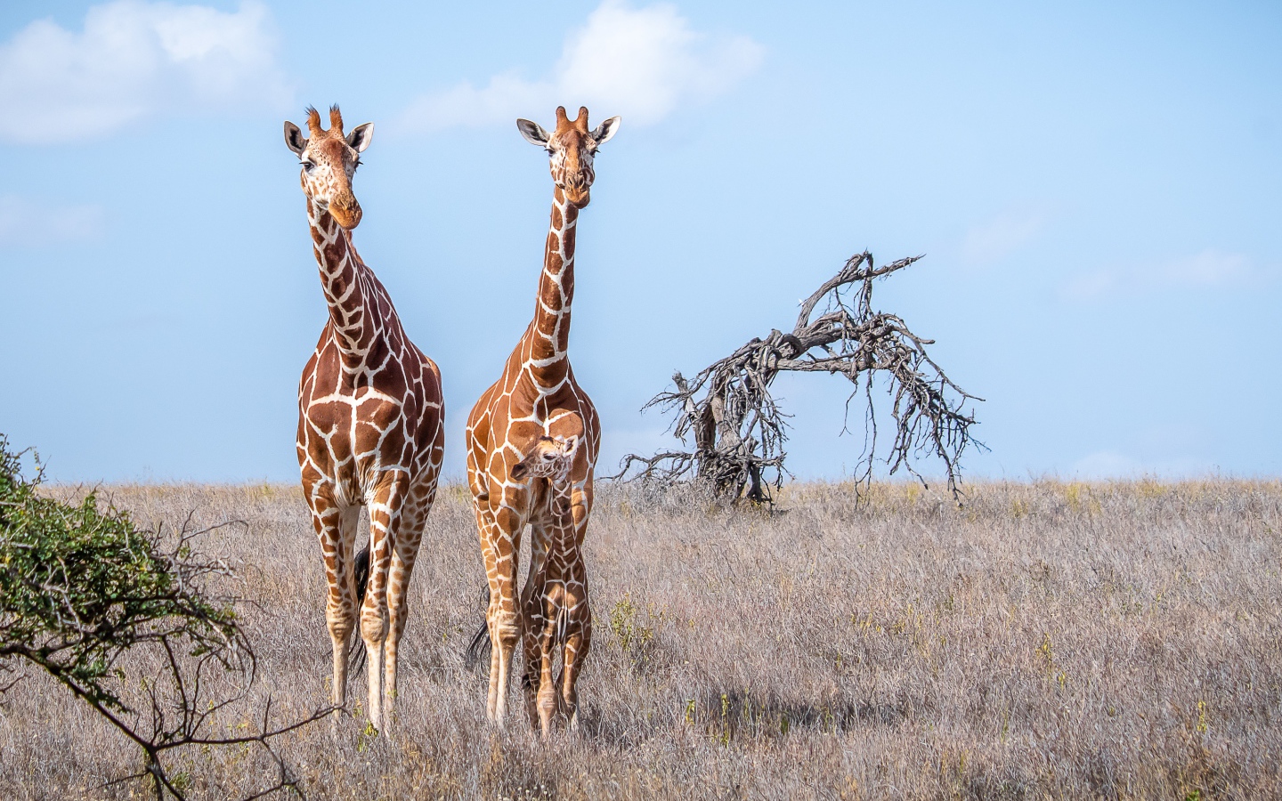 Два жирафа идут по сухой траве в саванне 