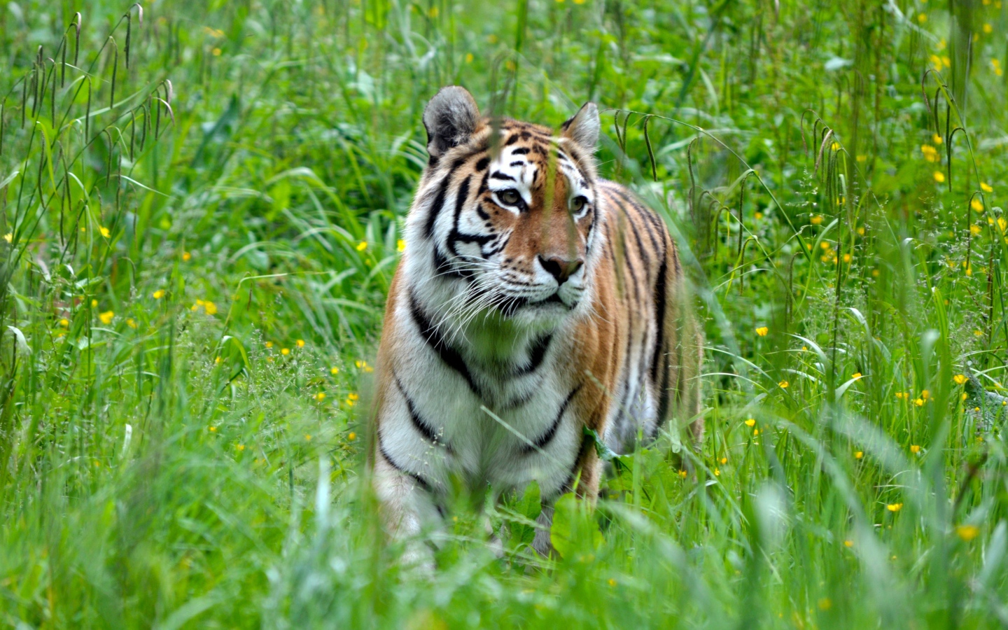 Большой полосатый бенгальский тигр идет по зеленой траве