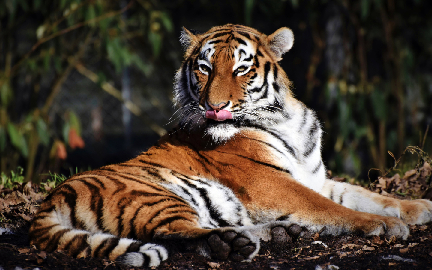 Большой полосатый тигр облизывает морду