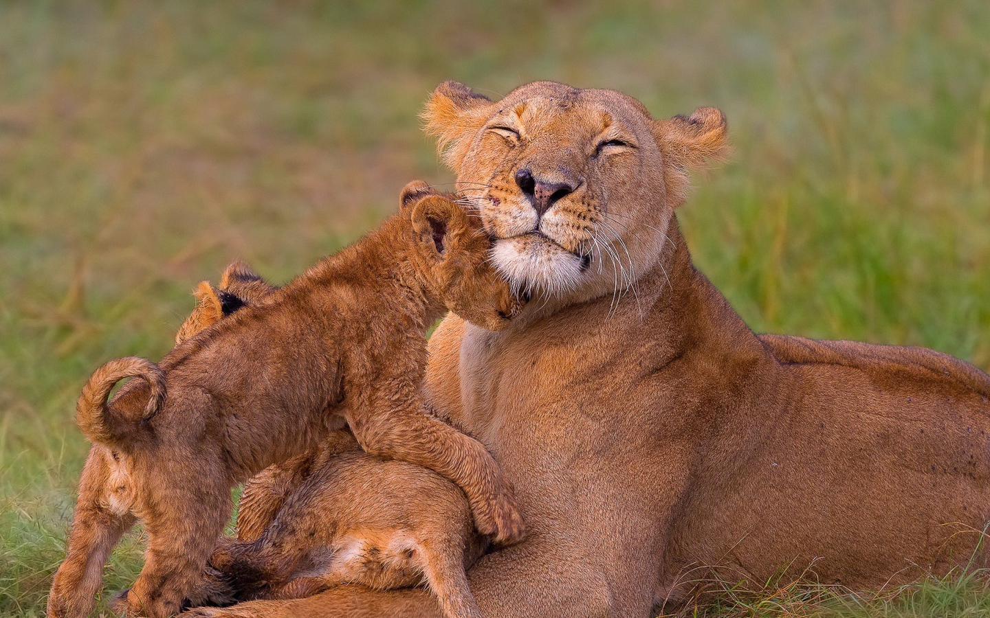 Довольная мама львица с львятами на траве