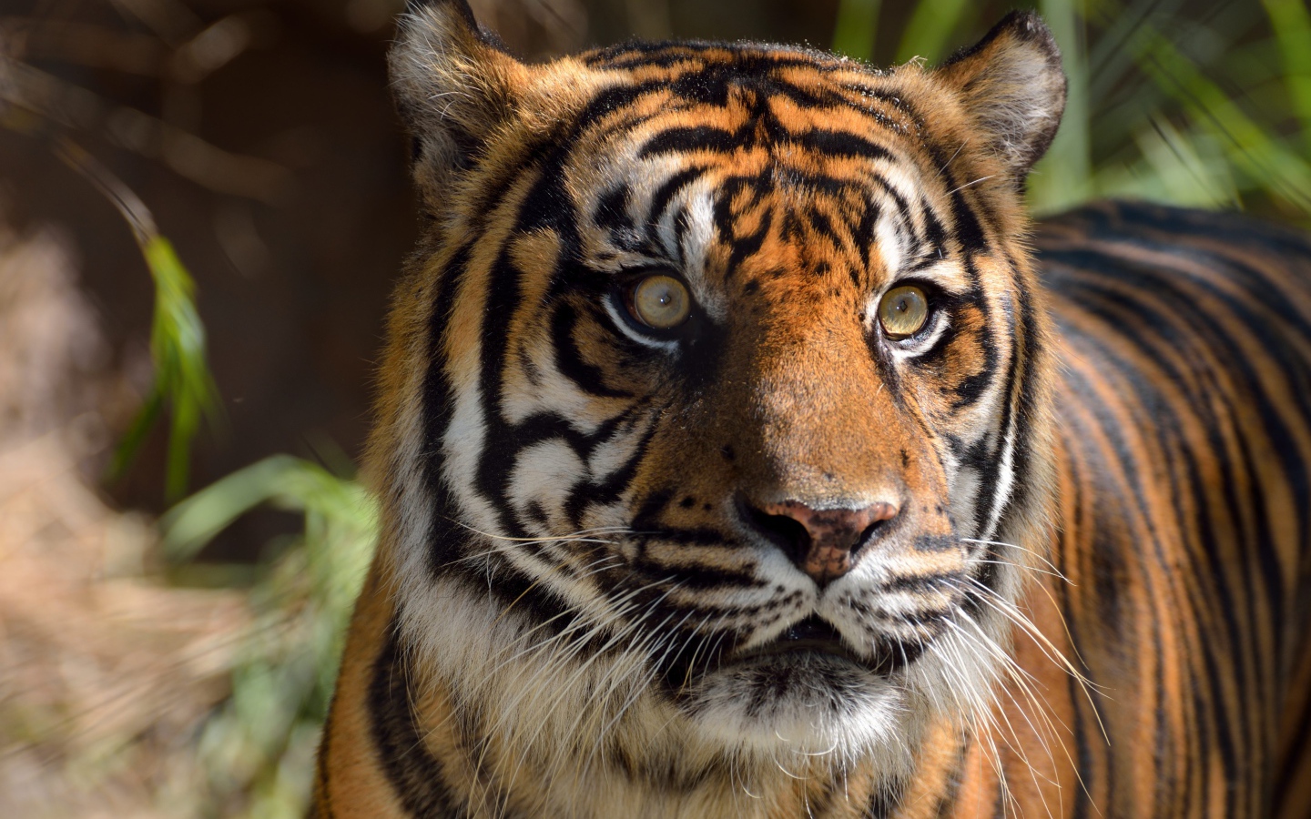 Морда большого испуганного полосатого тигра