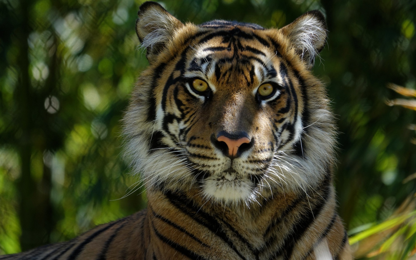 Морда большого  тигра крупным планом