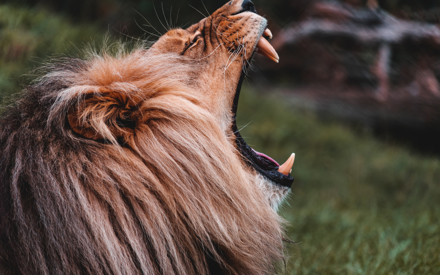 Лев открыл пасть с острыми клыками 