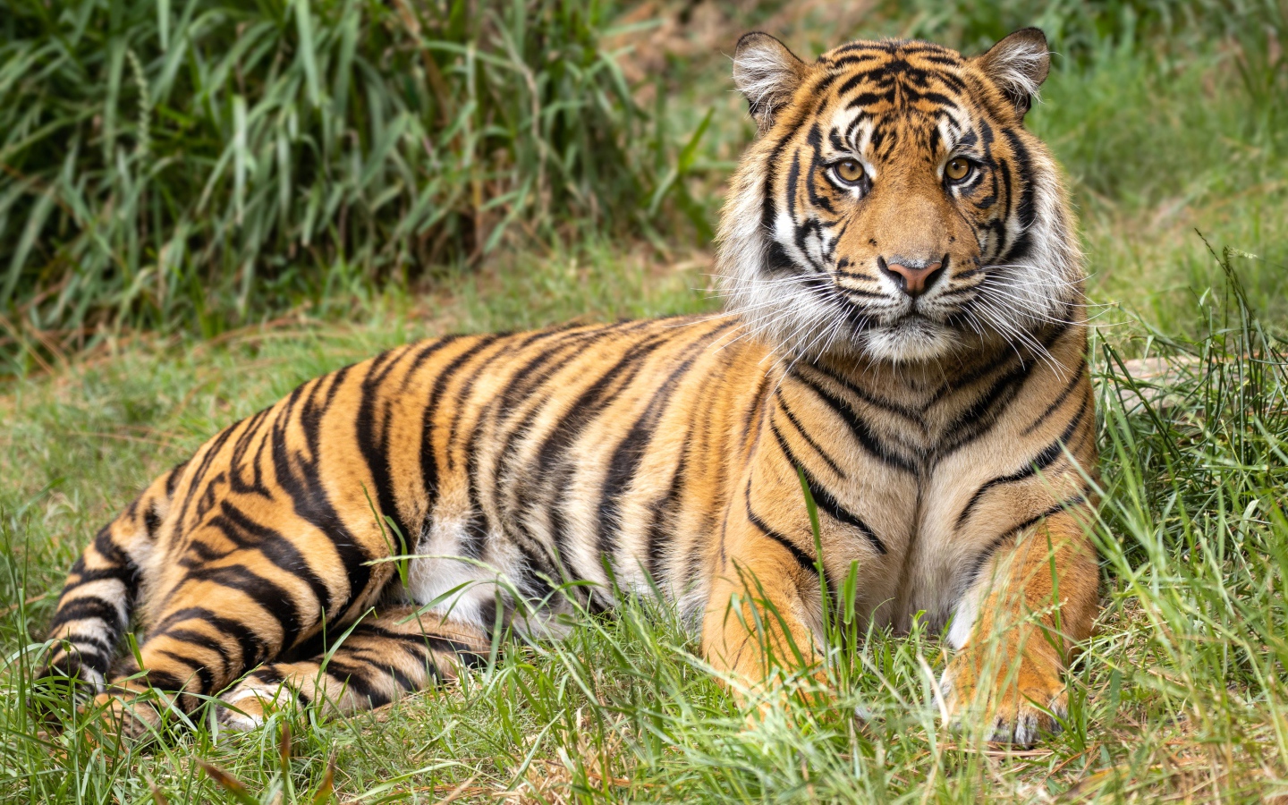 Полосатый тигр лежит на зеленой траве
