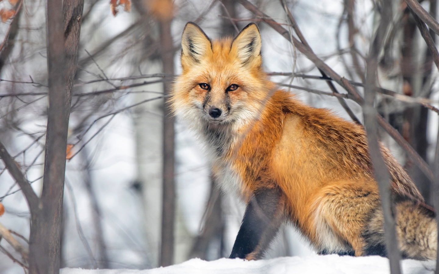 A large red fox sits in the snow in the forest