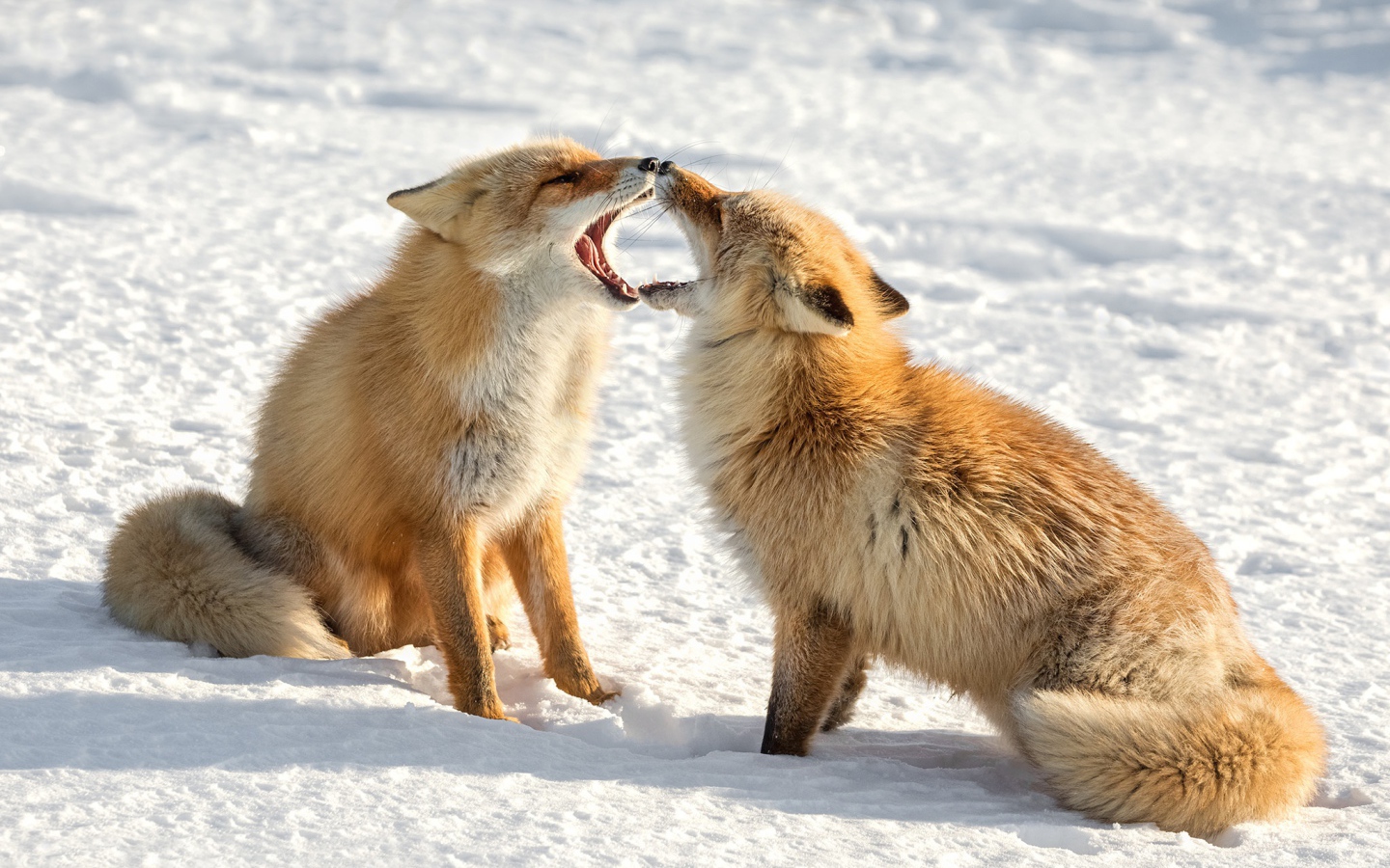 Two cute red foxes in the snow